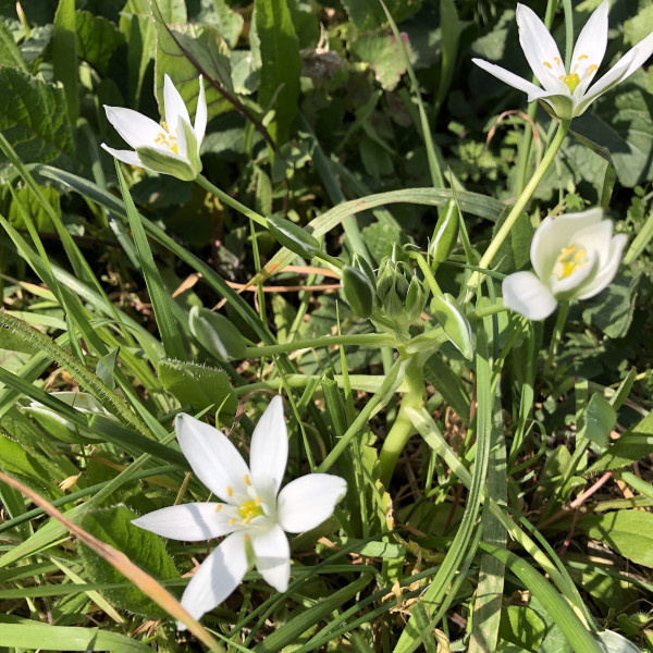 Ornithogale en ombelle (Ornithogalum umbellatum) &copy; Nicolas Macaire / LPO